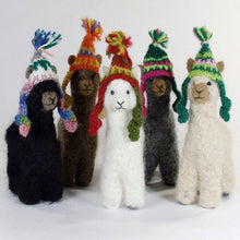 Cria Huacaya: 5.5"