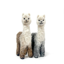 Cria Huacaya: 5.5"