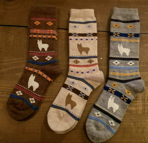 Socks--Alpaca Watching